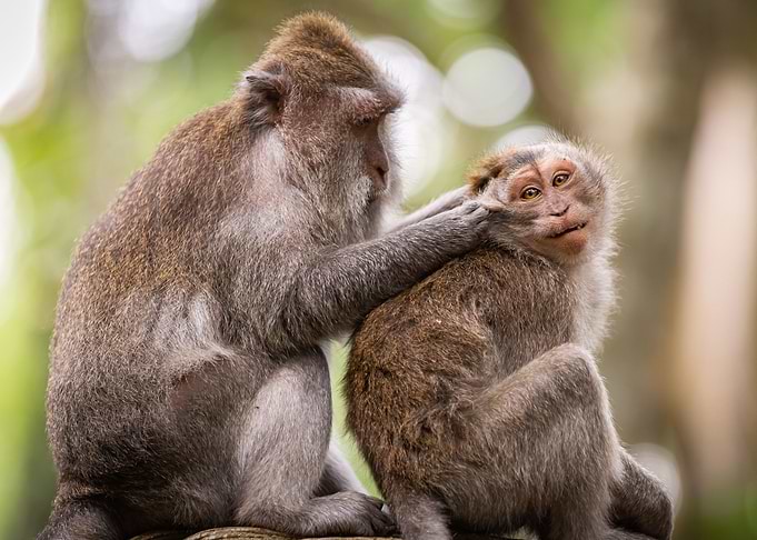 Monkey Play