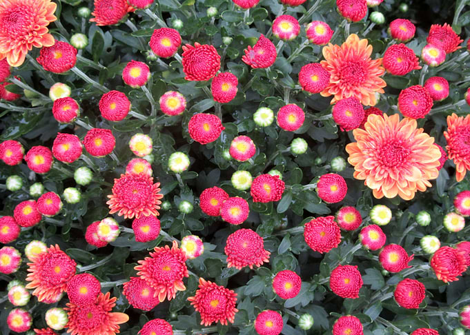 Fall Blooms