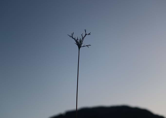Lonely Sprout