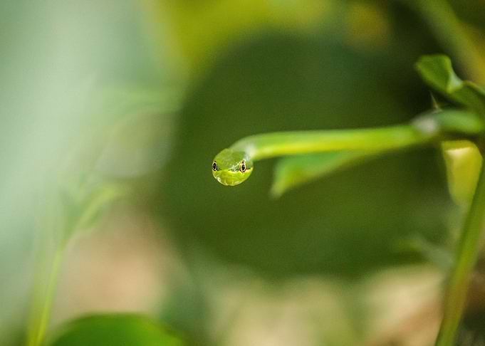 Pointed Snake 2