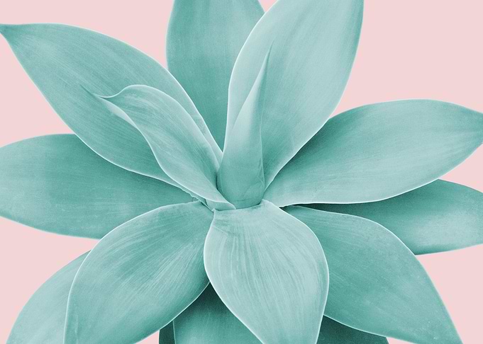 Blush Agave Romance 1