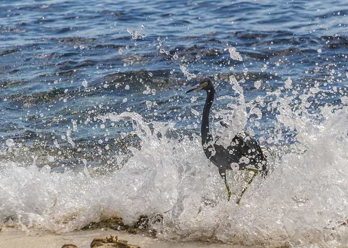 Little Blue Heron 2