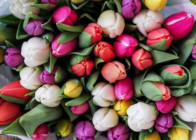 Tulips Flowers