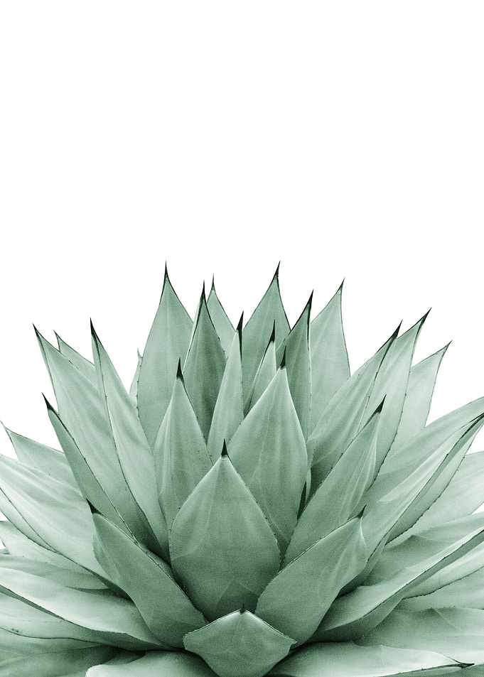 Agave Green Summer 1