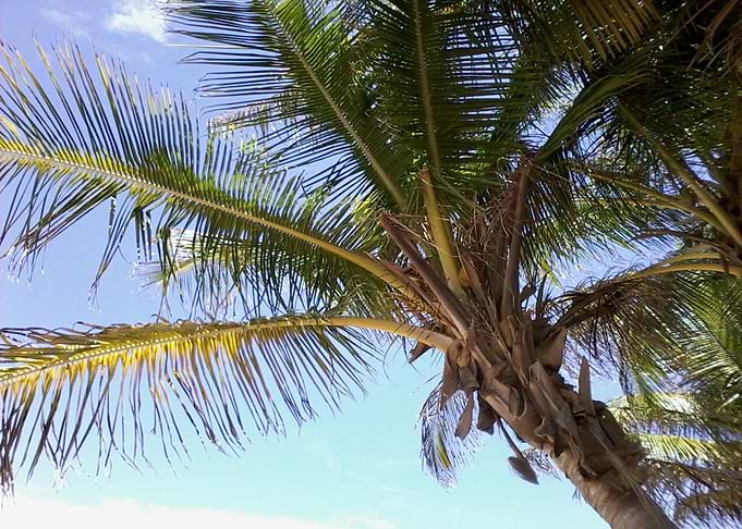 Caribbean Coconut Tree