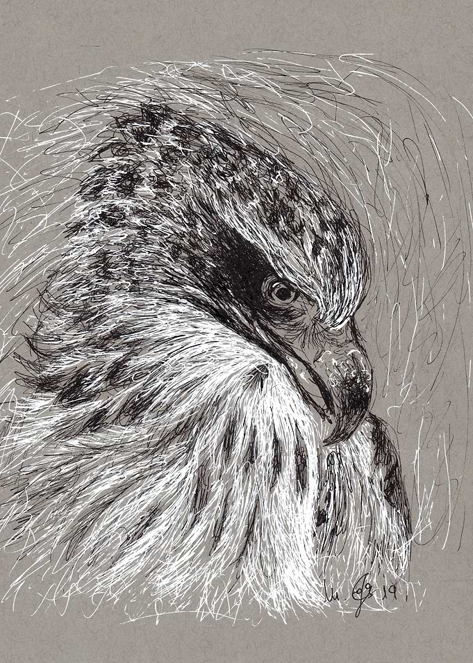 eaggle scribble art