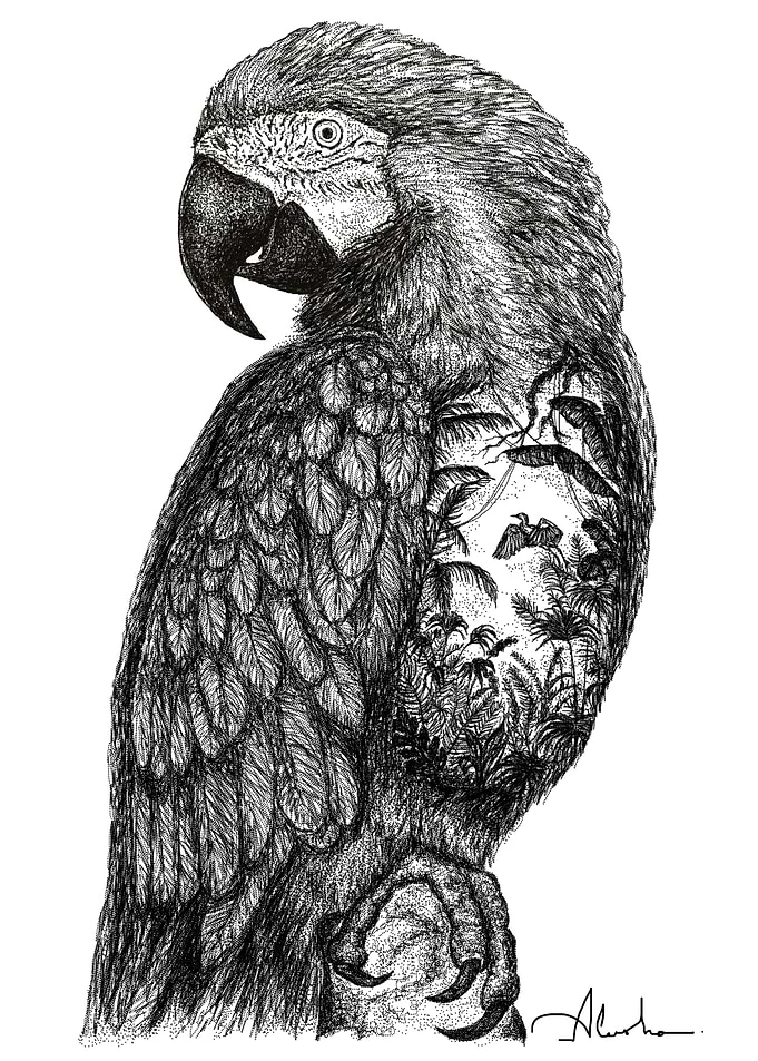 PARROT