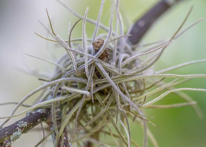 Tillandsia