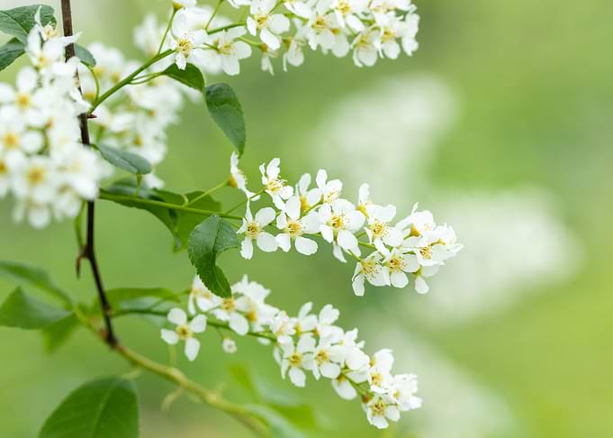 Cherry Flowers