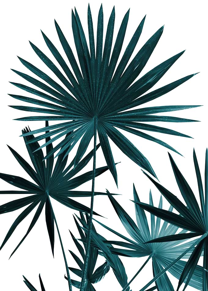 Fan Palm Leaves Jungle 1