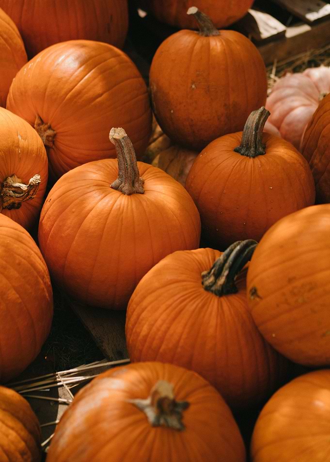 Pumpkin Food