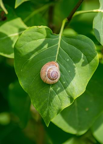 Nature 02