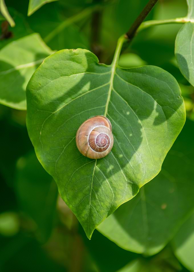 Nature 02