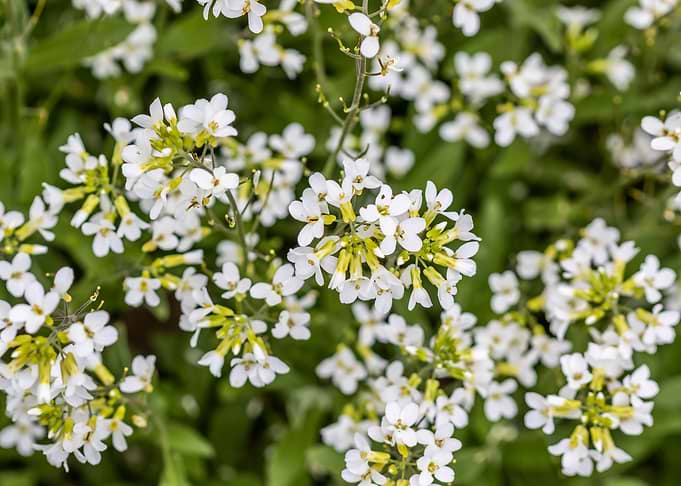 Mountain Rock cress