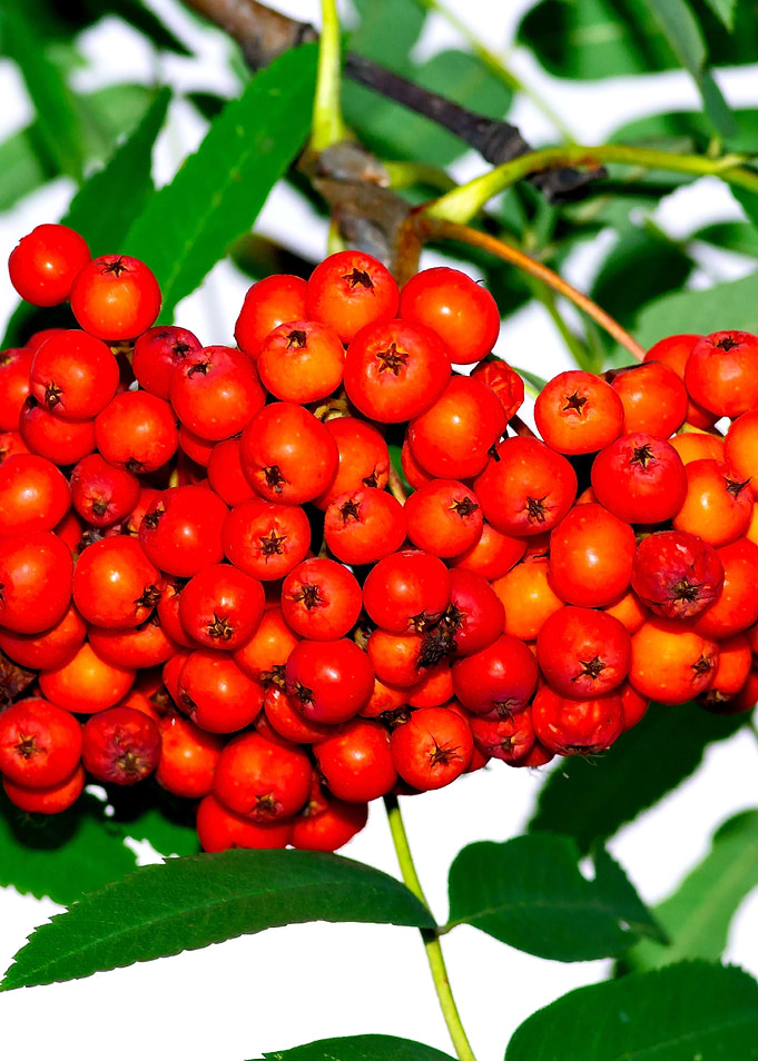 Ash Berries
