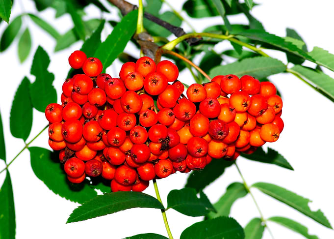 Ashberries On White