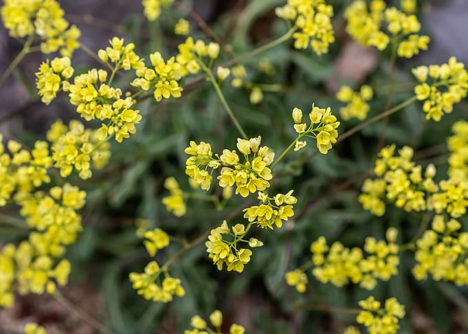 Golden Alyssum