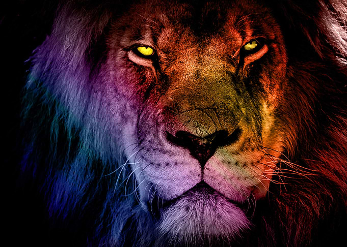 The King Lion Face