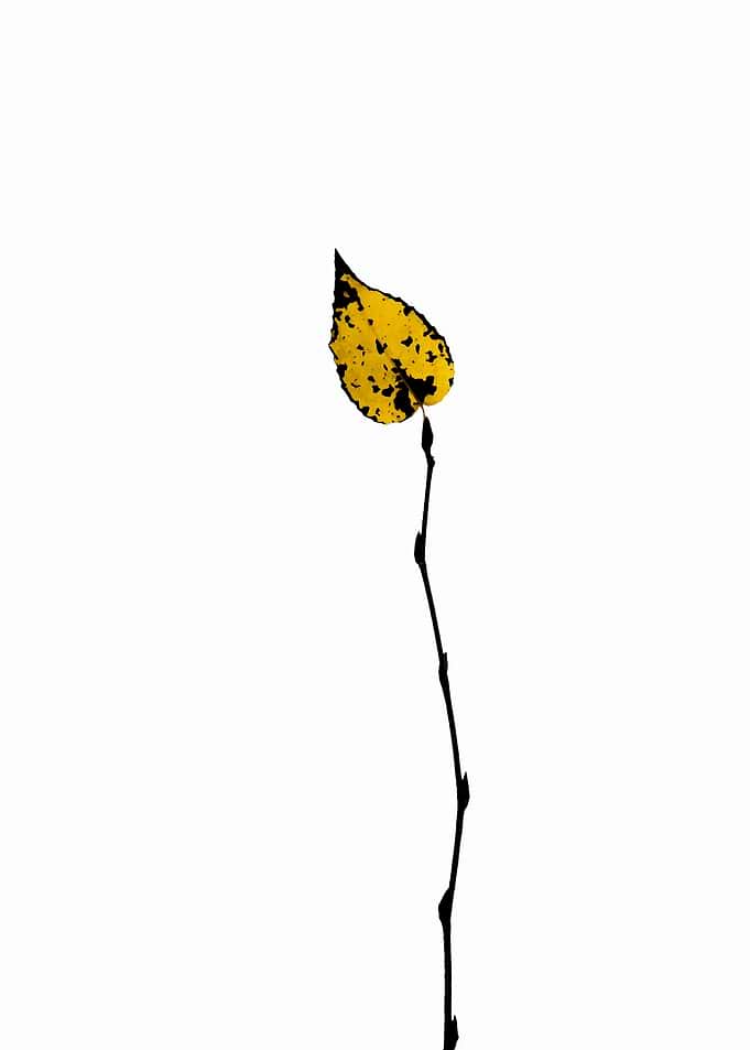 Autumn Yellow Birch Leaf