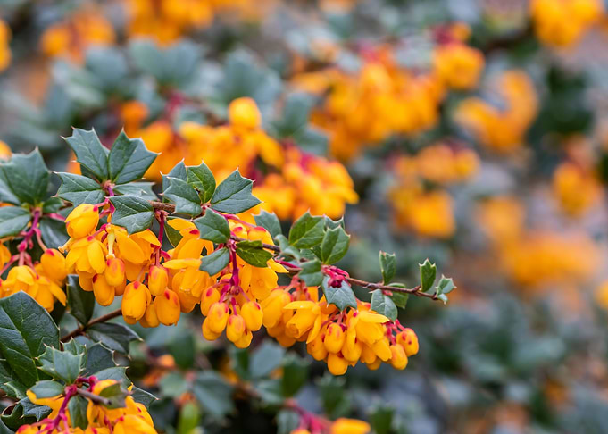Darwins barberry