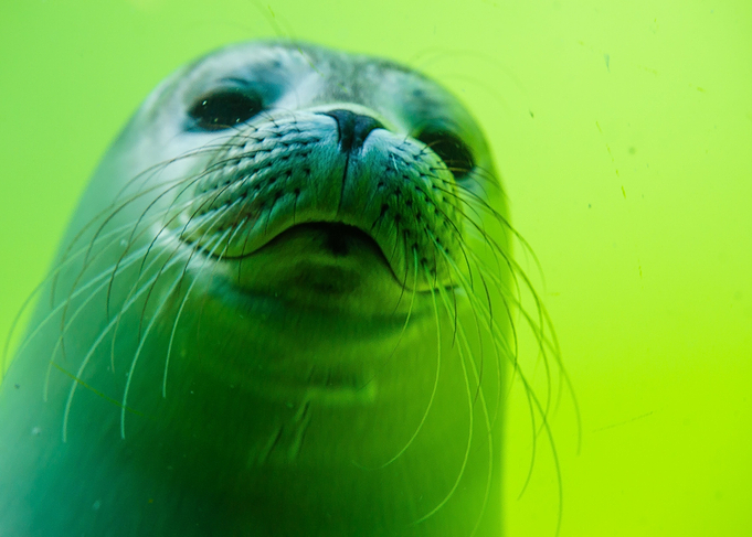 White Robbe Baby Seal No4