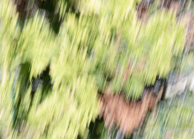 Rain forest 2
