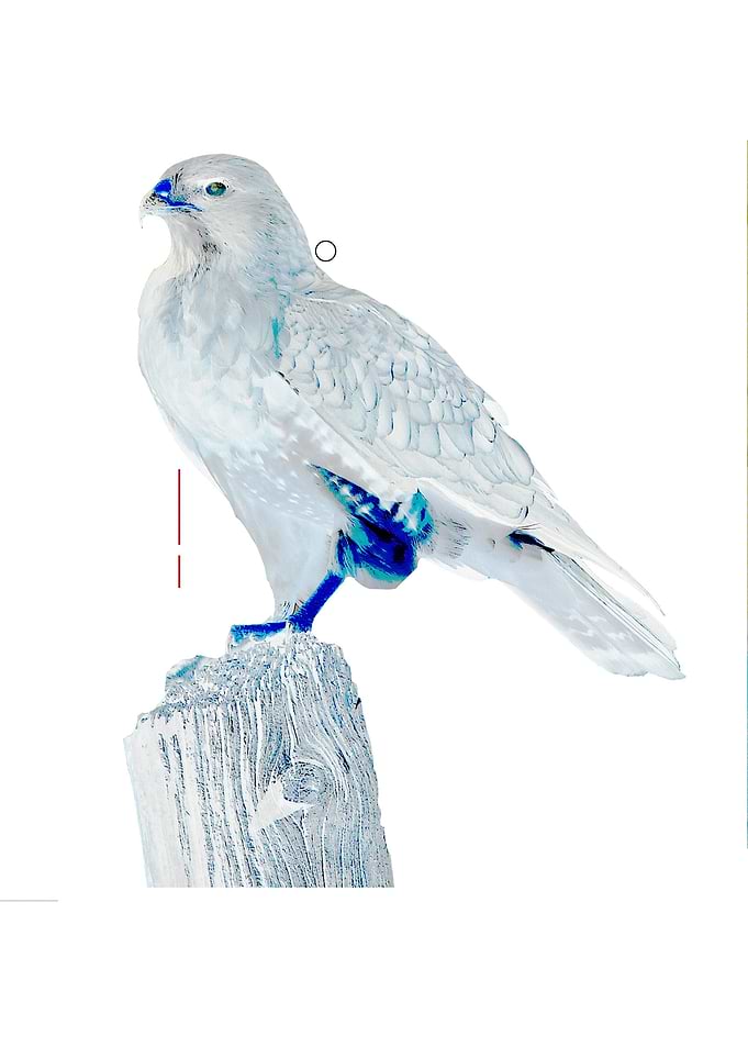 Majestic bird