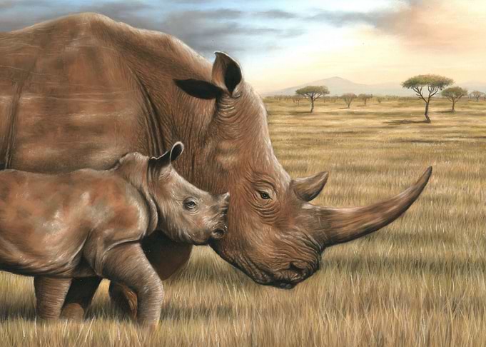 Rhino and Calf