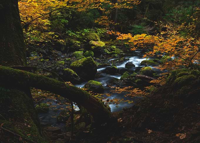 Autumn Harmony