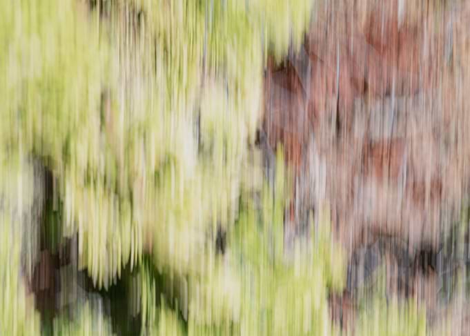 Rain forest 1