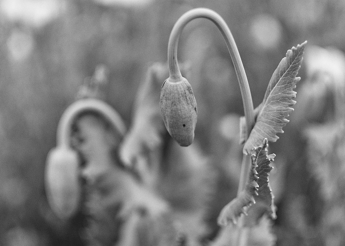Poppy Buds
