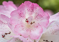 Azalea 2