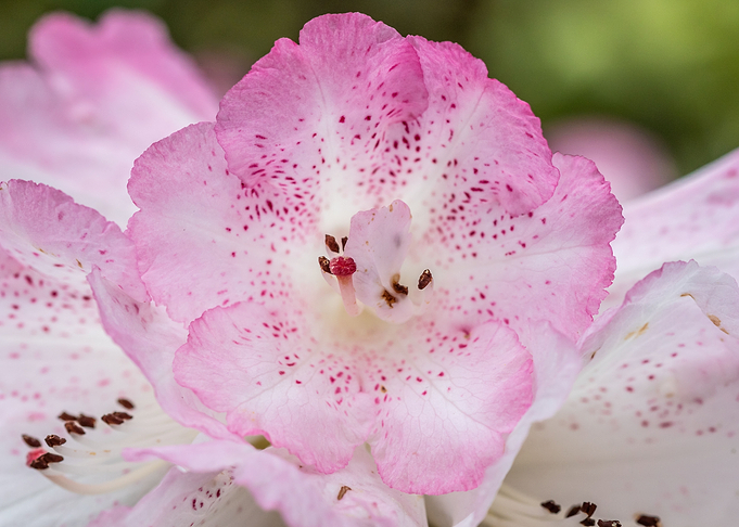 Azalea 2