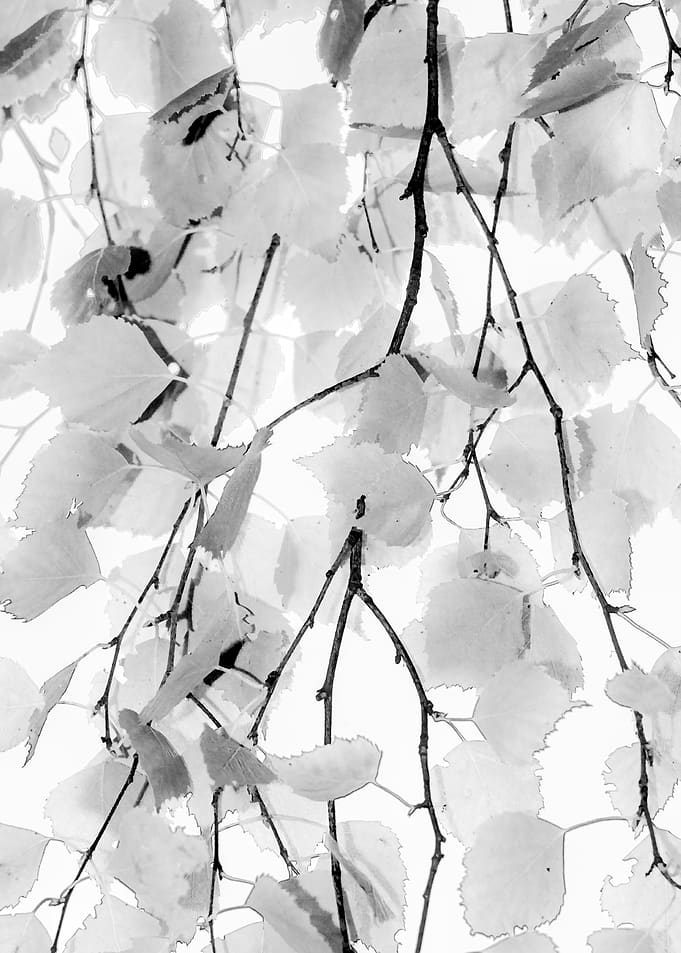 Grey Veil