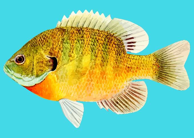 aquatic animal fish art