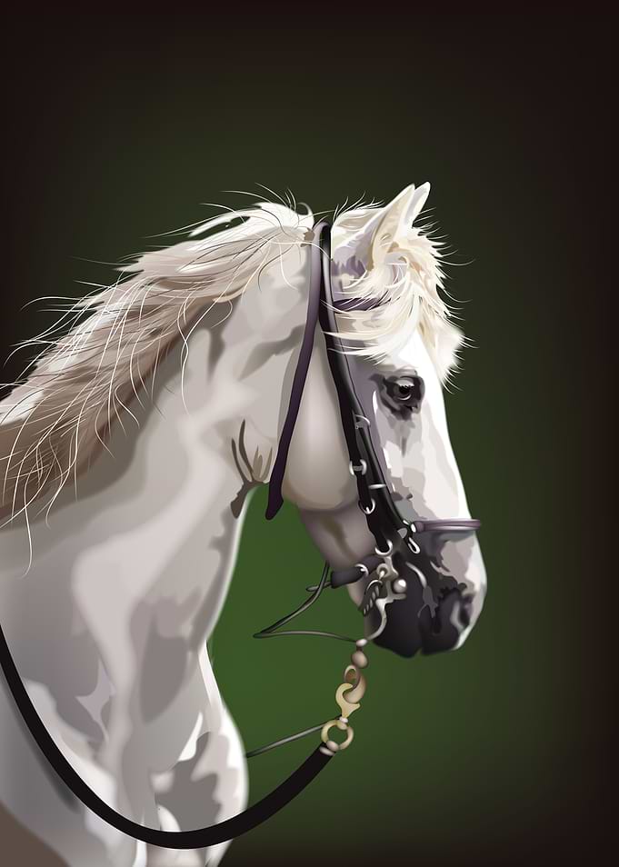 white horse