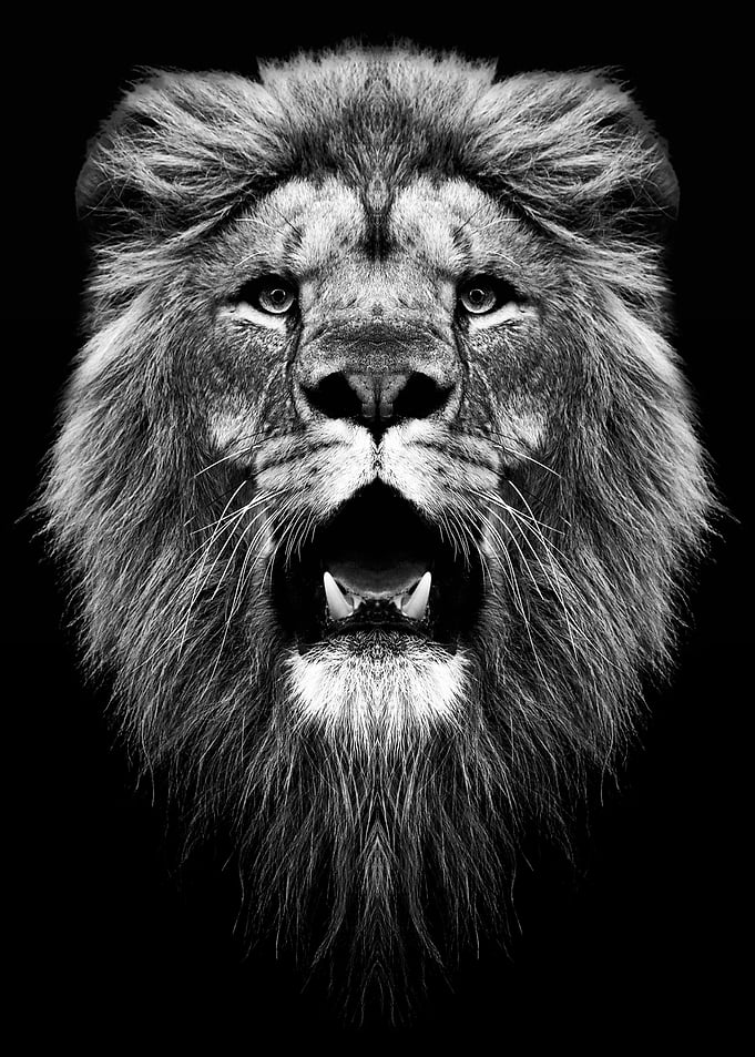 lion head black and white
