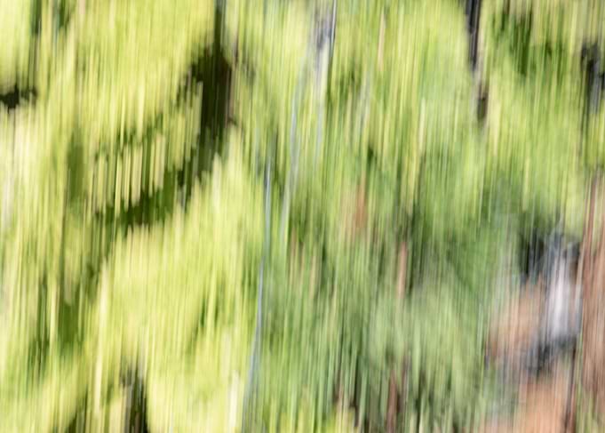 Rainforest 6