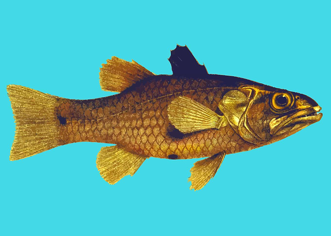 aquatic animal fish art