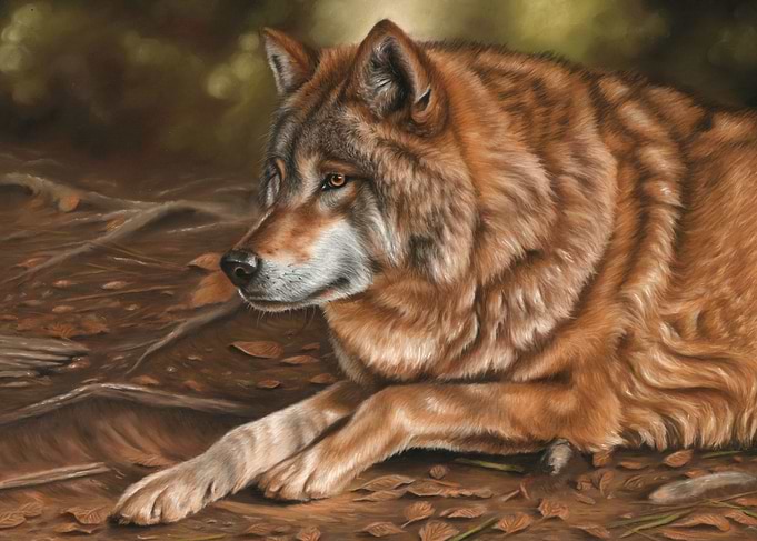 Wolf