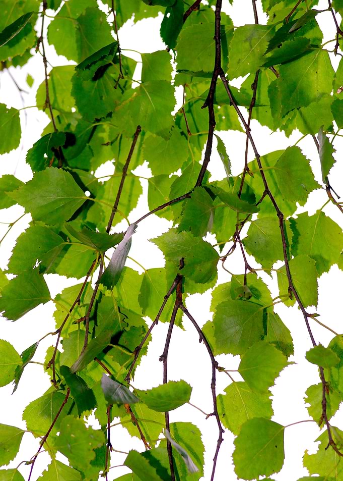 Green Veil