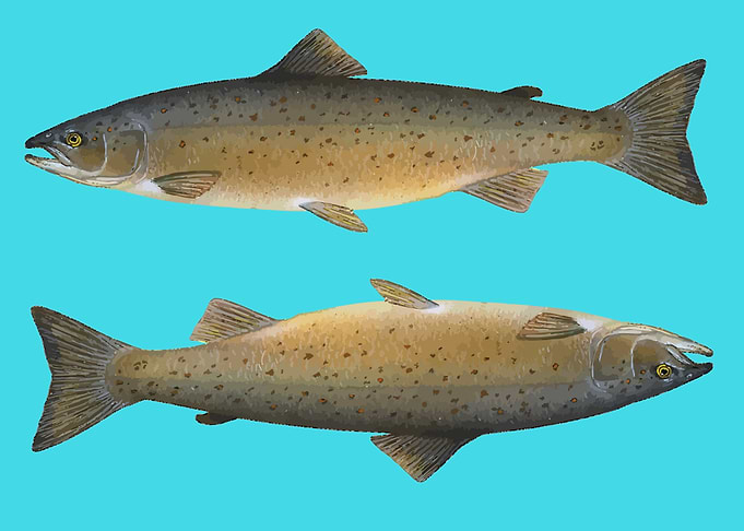 aquatic animal fish art