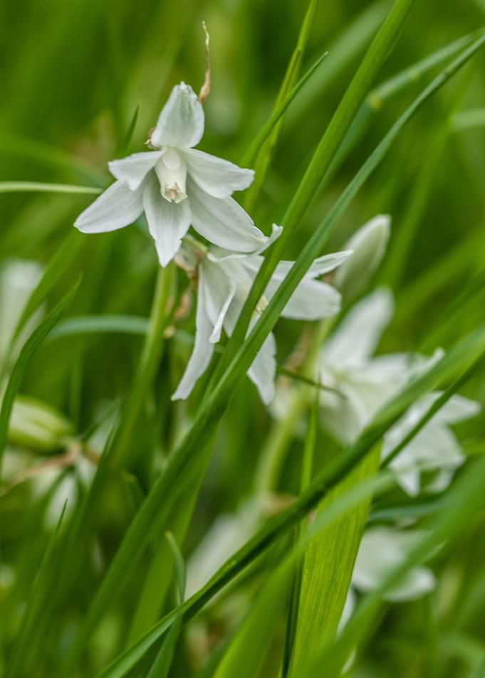 white Flower