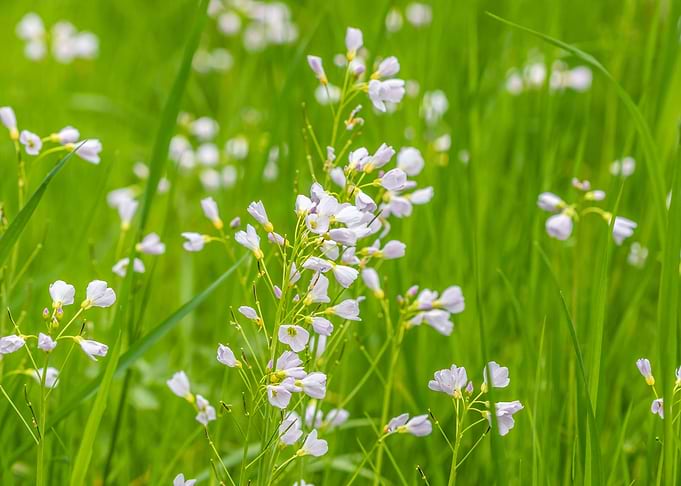 cuckooflower