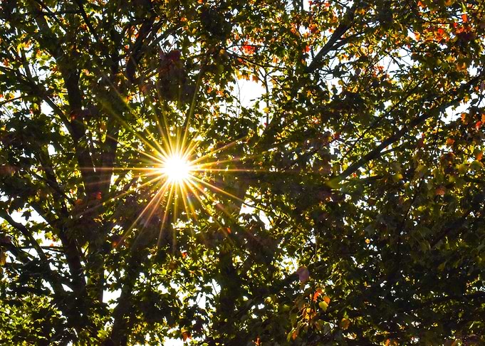 Sun Behind Tree Leaves