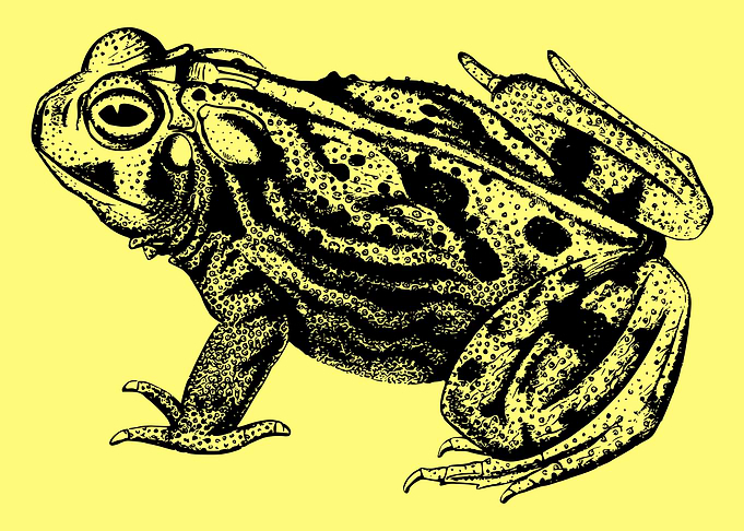 funny and cute frog art
