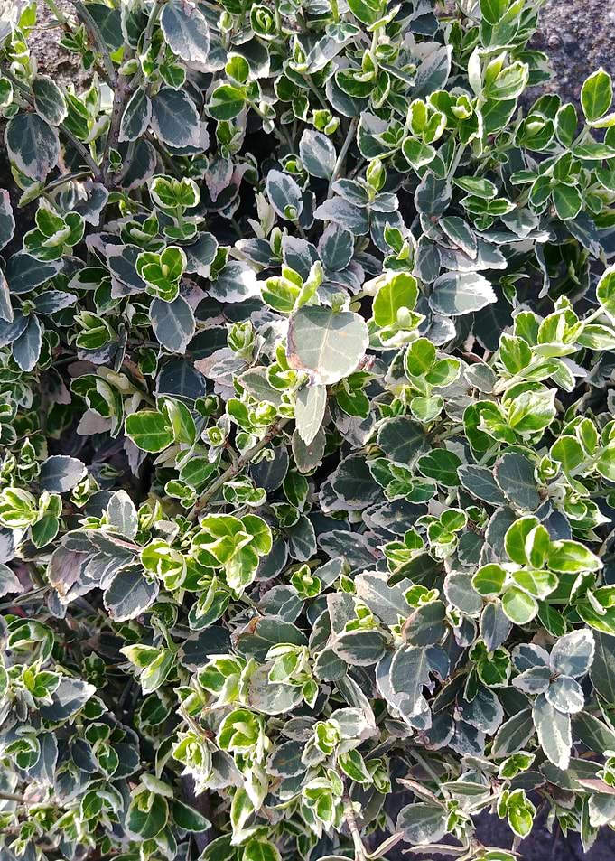 Euonymus