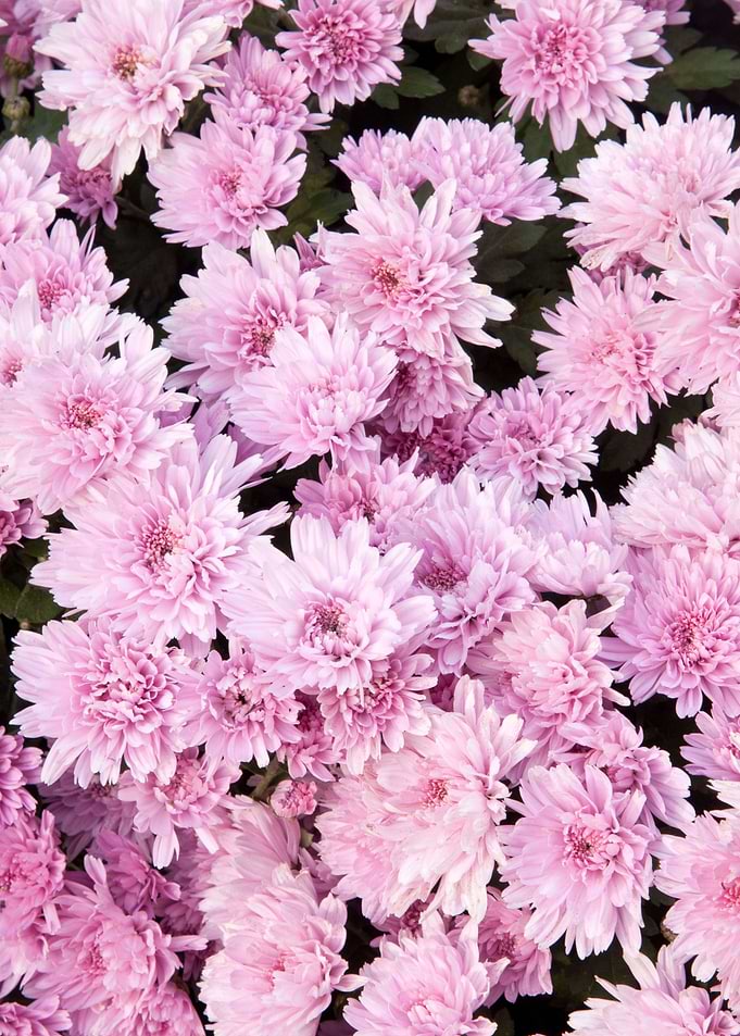 Pink Chrysanthemums 1