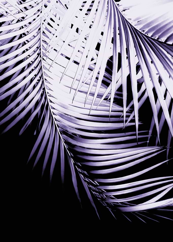 Palm Leaves Ultra Violet 3