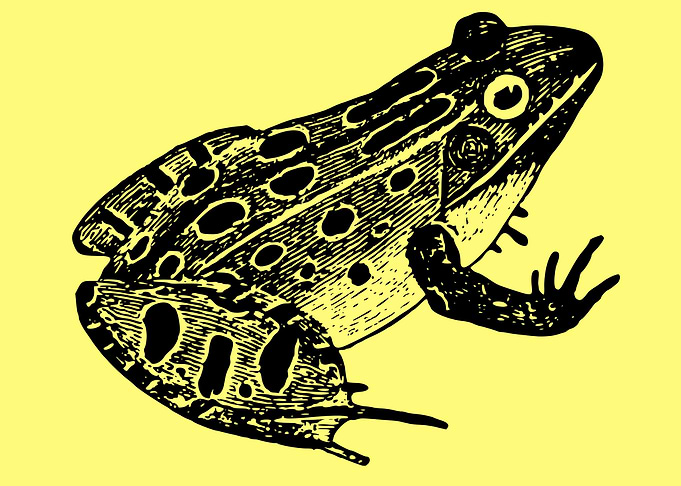 funny and cute frog art